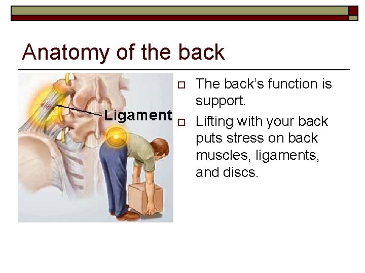 Anatomy of the back o o The back’s function is support. Lifting with your