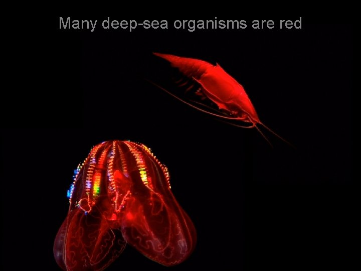 Many deep-sea organisms are red 