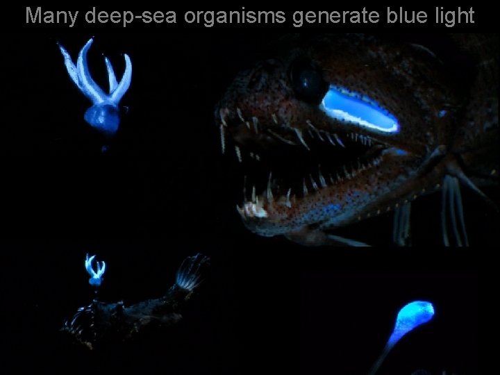 Many deep-sea organisms generate blue light 