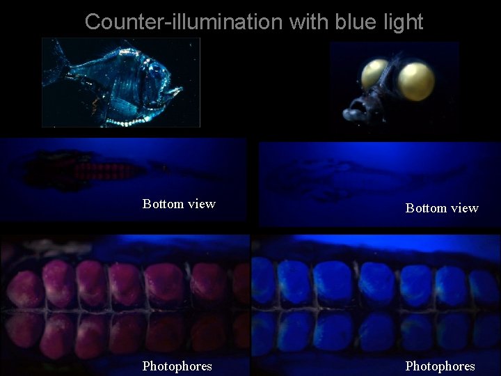 Counter-illumination with blue light Bottom view Photophores 