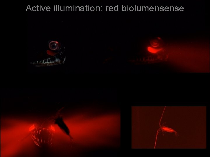 Active illumination: red biolumensense 