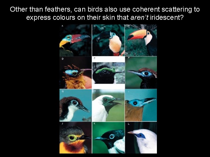Other than feathers, can birds also use coherent scattering to express colours on their