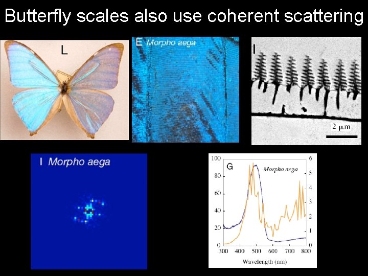 Butterfly scales also use coherent scattering 