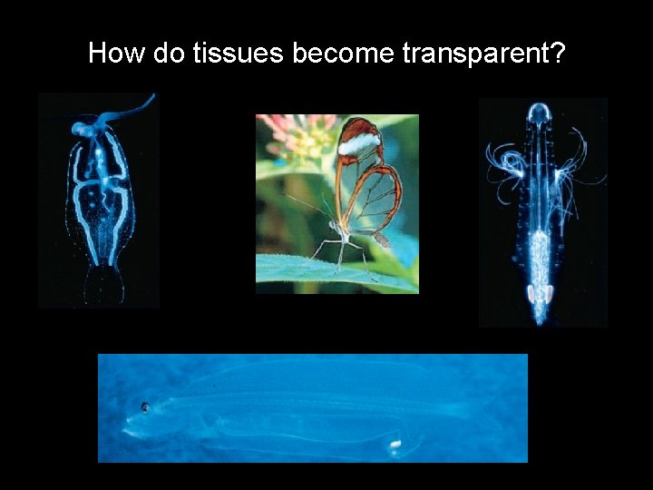 How do tissues become transparent? 