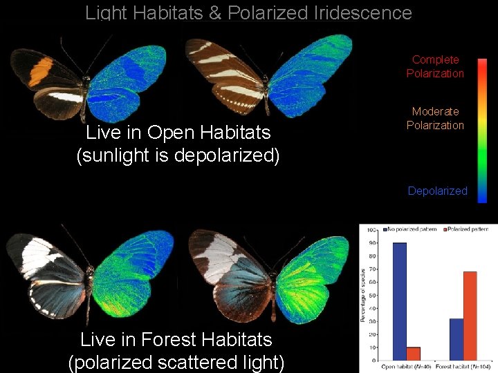 Light Habitats & Polarized Iridescence Complete Polarization Live in Open Habitats (sunlight is depolarized)