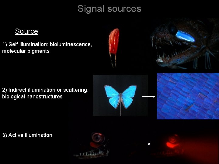 Signal sources Source 1) Self illumination: bioluminescence, molecular pigments 2) Indirect illumination or scattering: