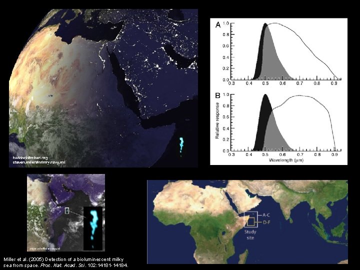 Miller et al. (2005) Detection of a bioluminescent milky sea from space. Proc. Nat.