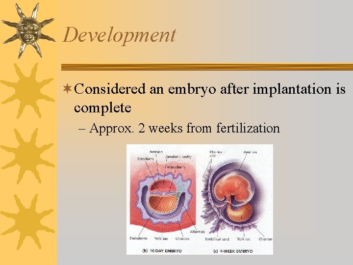 Development ¬Considered an embryo after implantation is complete – Approx. 2 weeks from fertilization