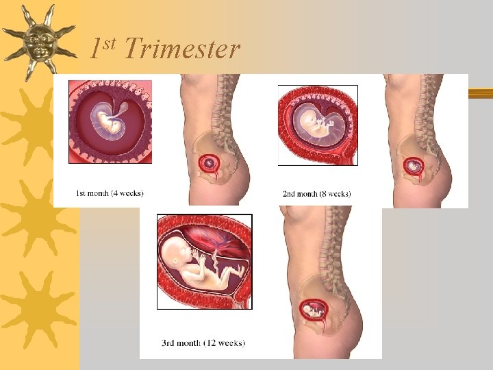 st 1 Trimester 