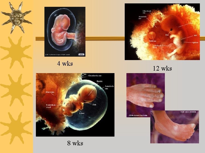 4 wks 8 wks 12 wks 