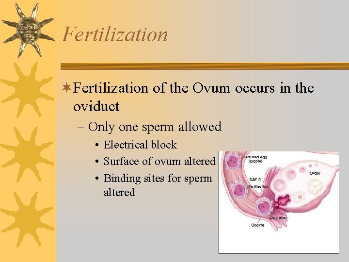 Fertilization ¬Fertilization of the Ovum occurs in the oviduct – Only one sperm allowed