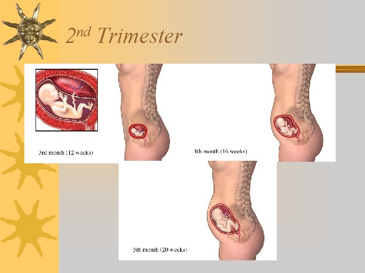 nd 2 Trimester 