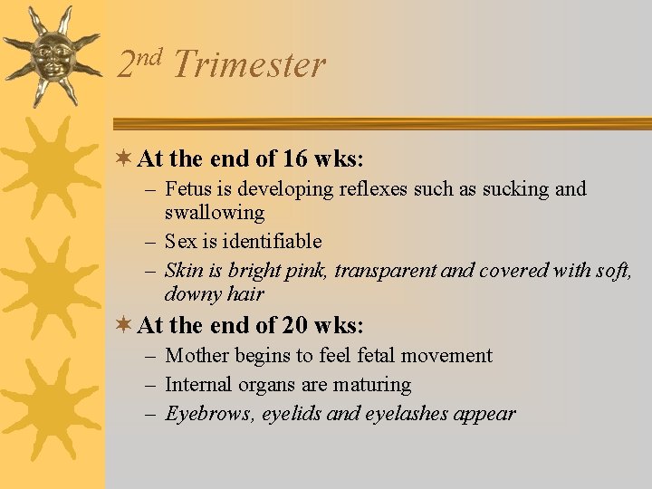 nd 2 Trimester ¬ At the end of 16 wks: – Fetus is developing