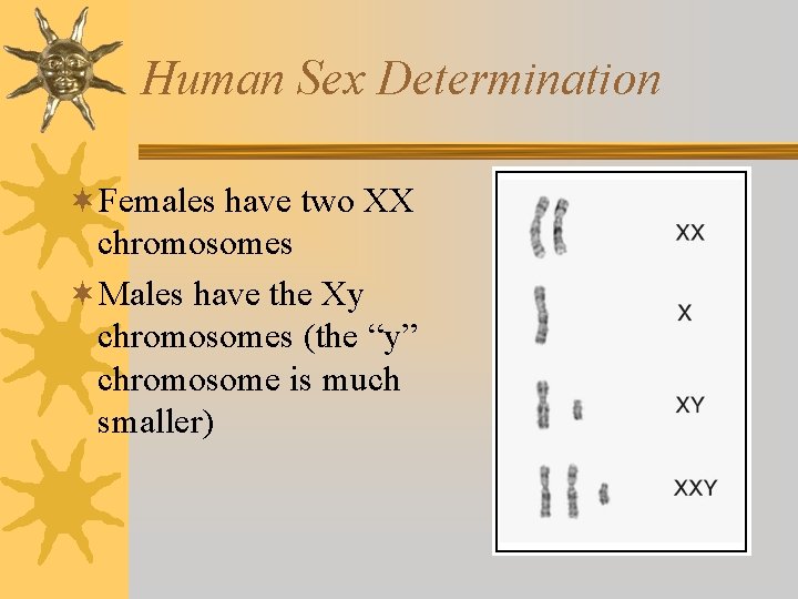 Human Sex Determination ¬Females have two XX chromosomes ¬Males have the Xy chromosomes (the