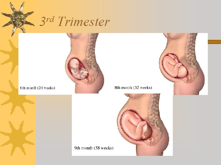 rd 3 Trimester 