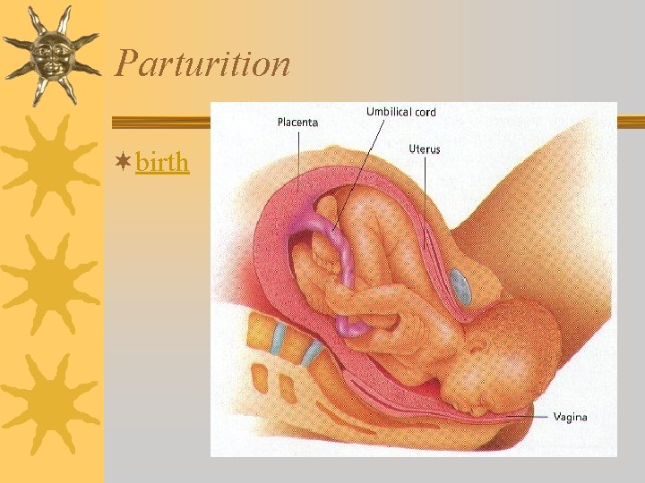 Parturition ¬birth 