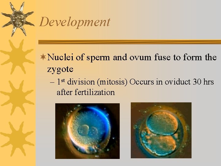 Development ¬Nuclei of sperm and ovum fuse to form the zygote – 1 st