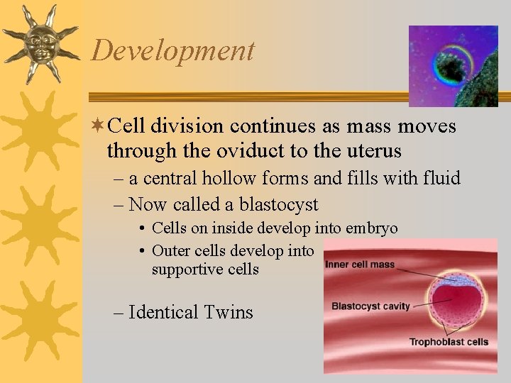 Development ¬Cell division continues as mass moves through the oviduct to the uterus –