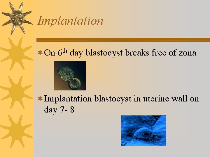 Implantation ¬On 6 th day blastocyst breaks free of zona ¬Implantation blastocyst in uterine