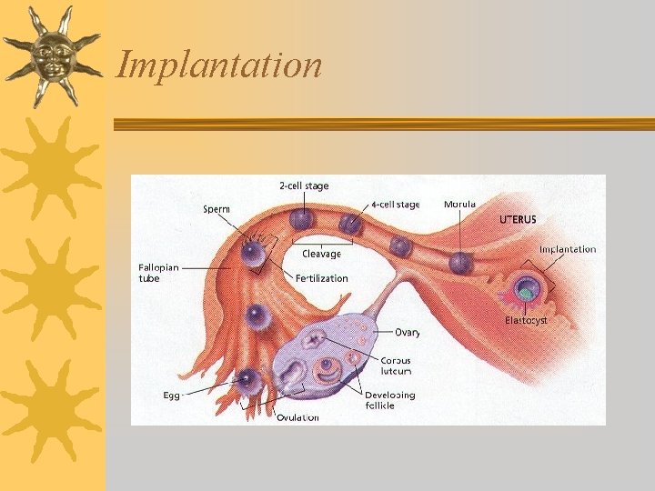 Implantation 