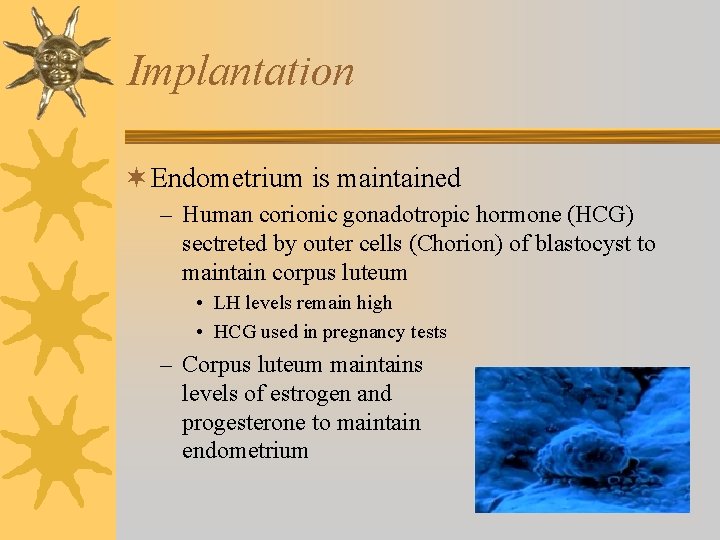 Implantation ¬ Endometrium is maintained – Human corionic gonadotropic hormone (HCG) sectreted by outer