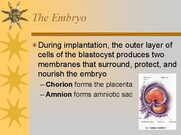 The Embryo ¬During implantation, the outer layer of cells of the blastocyst produces two