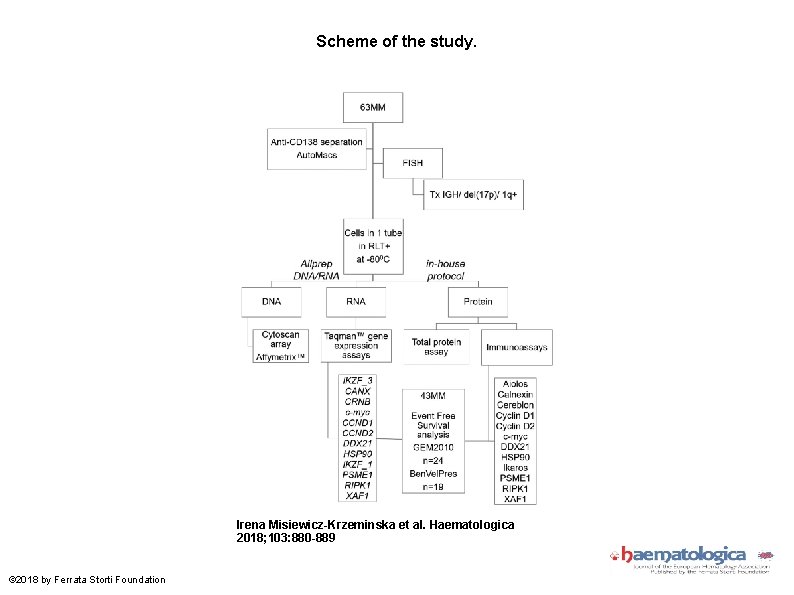 Scheme of the study. Irena Misiewicz-Krzeminska et al. Haematologica 2018; 103: 880 -889 ©