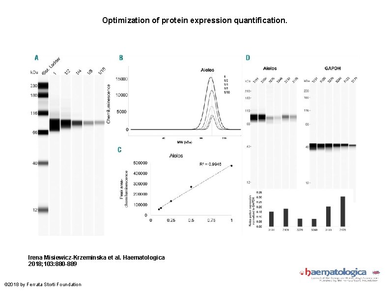 Optimization of protein expression quantification. Irena Misiewicz-Krzeminska et al. Haematologica 2018; 103: 880 -889