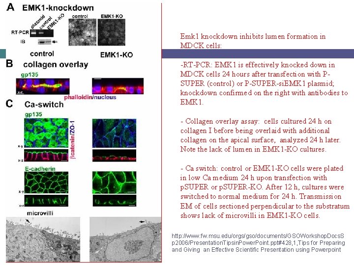 Emk 1 knockdown inhibits lumen formation in MDCK cells: -RT-PCR: EMK 1 is effectively