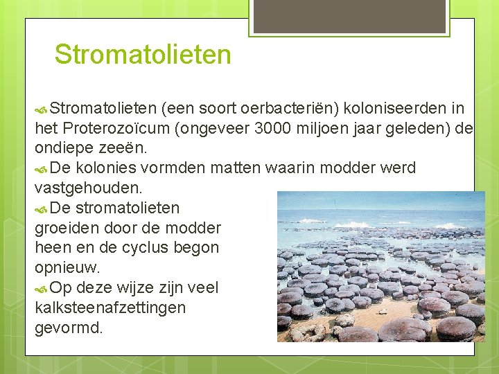 Stromatolieten (een soort oerbacteriën) koloniseerden in het Proterozoïcum (ongeveer 3000 miljoen jaar geleden) de