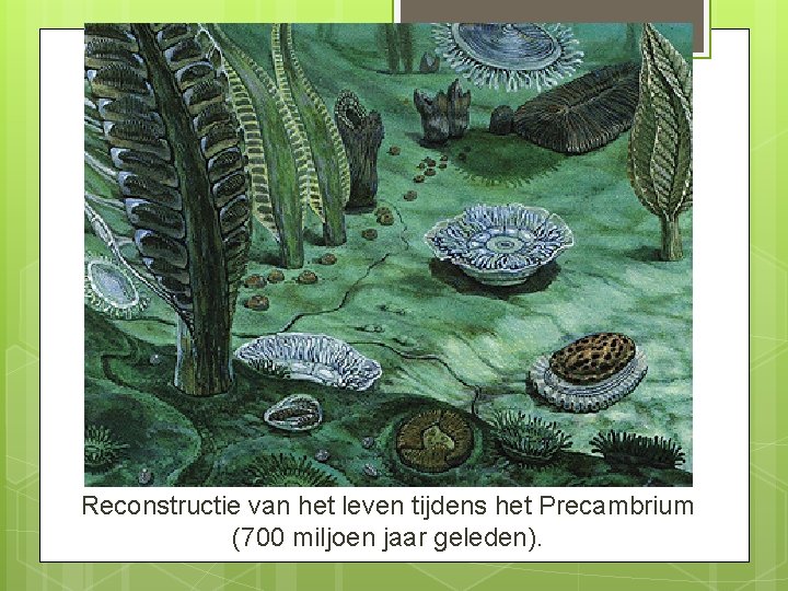 Reconstructie van het leven tijdens het Precambrium (700 miljoen jaar geleden). 