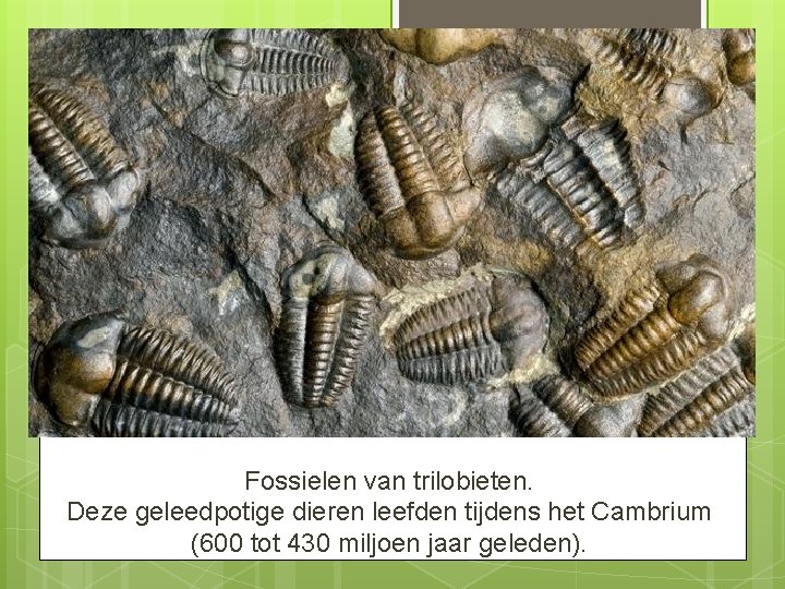 Fossielen van trilobieten. Deze geleedpotige dieren leefden tijdens het Cambrium (600 tot 430 miljoen