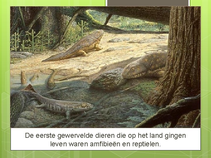 De eerste gewervelde dieren die op het land gingen leven waren amfibieën en reptielen.