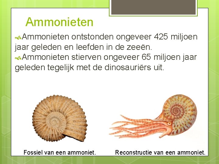 Ammonieten ontstonden ongeveer 425 miljoen jaar geleden en leefden in de zeeën. Ammonieten stierven