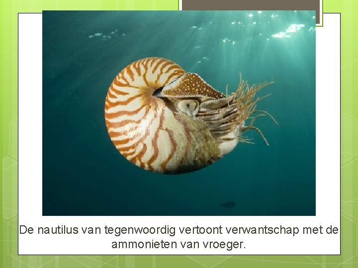 De nautilus van tegenwoordig vertoont verwantschap met de ammonieten van vroeger. 