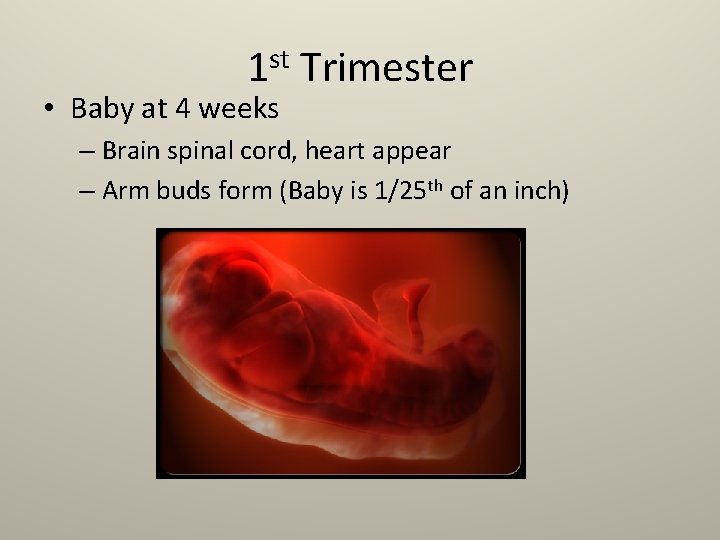 1 st Trimester • Baby at 4 weeks – Brain spinal cord, heart appear