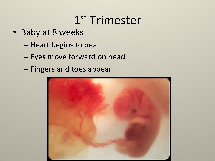 1 st Trimester • Baby at 8 weeks – Heart begins to beat –