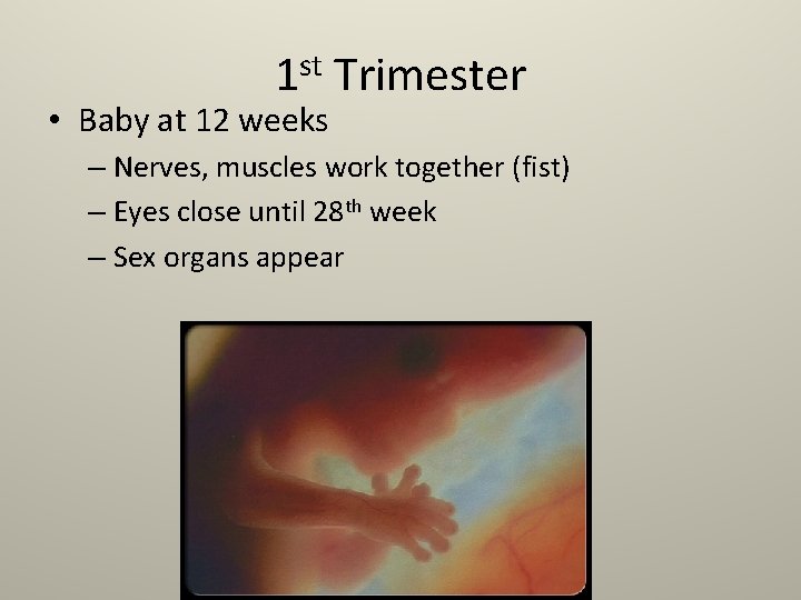 1 st Trimester • Baby at 12 weeks – Nerves, muscles work together (fist)