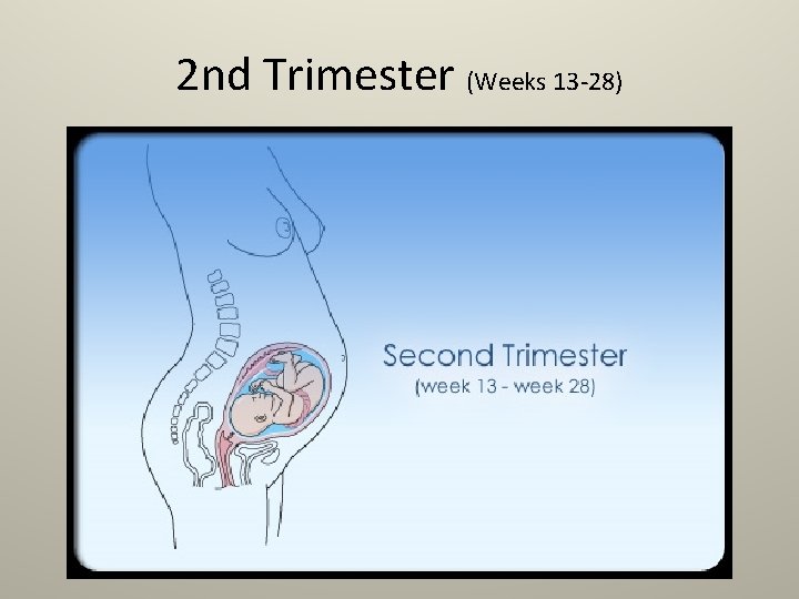 2 nd Trimester (Weeks 13 -28) 