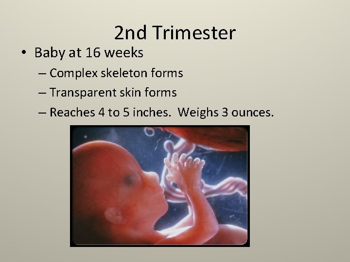 2 nd Trimester • Baby at 16 weeks – Complex skeleton forms – Transparent