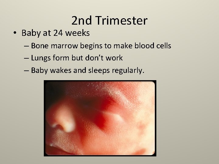 2 nd Trimester • Baby at 24 weeks – Bone marrow begins to make