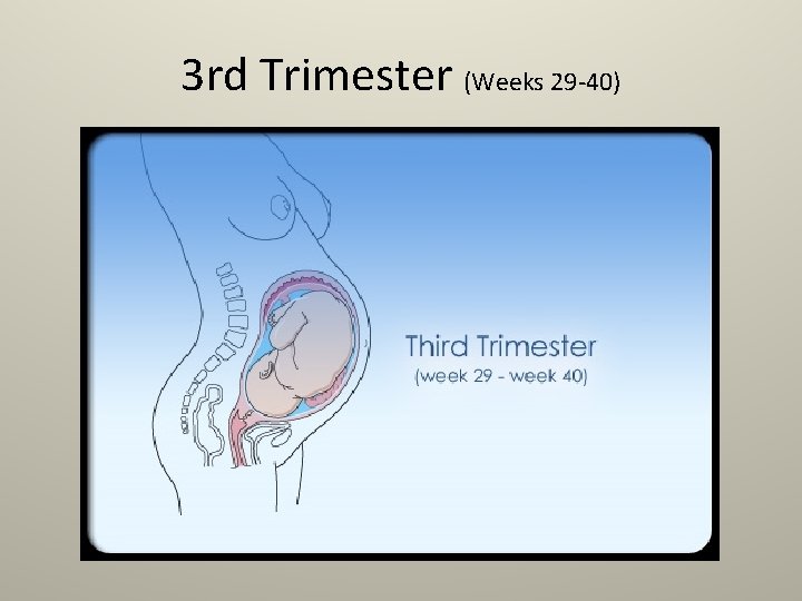 3 rd Trimester (Weeks 29 -40) 