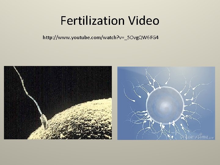 Fertilization Video http: //www. youtube. com/watch? v=_5 Ovg. QW 6 FG 4 