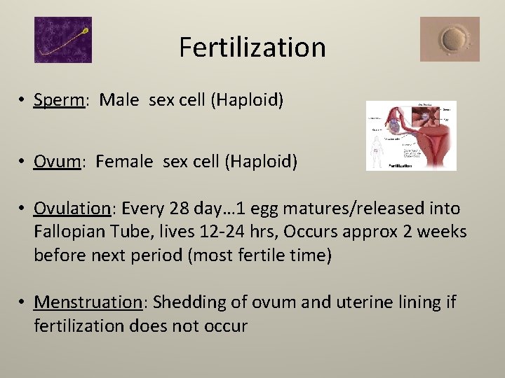 Fertilization • Sperm: Male sex cell (Haploid) • Ovum: Female sex cell (Haploid) •