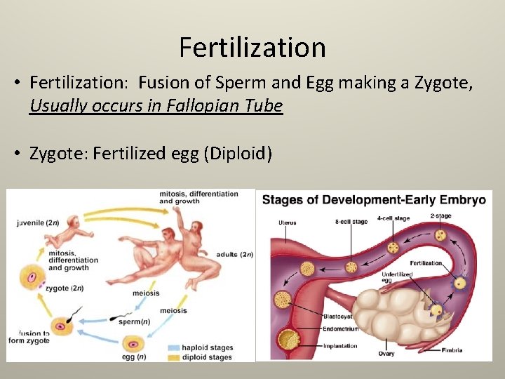 Fertilization • Fertilization: Fusion of Sperm and Egg making a Zygote, Usually occurs in