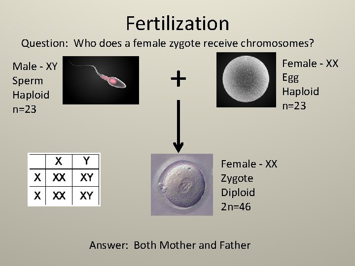 Fertilization Question: Who does a female zygote receive chromosomes? Male - XY Sperm Haploid