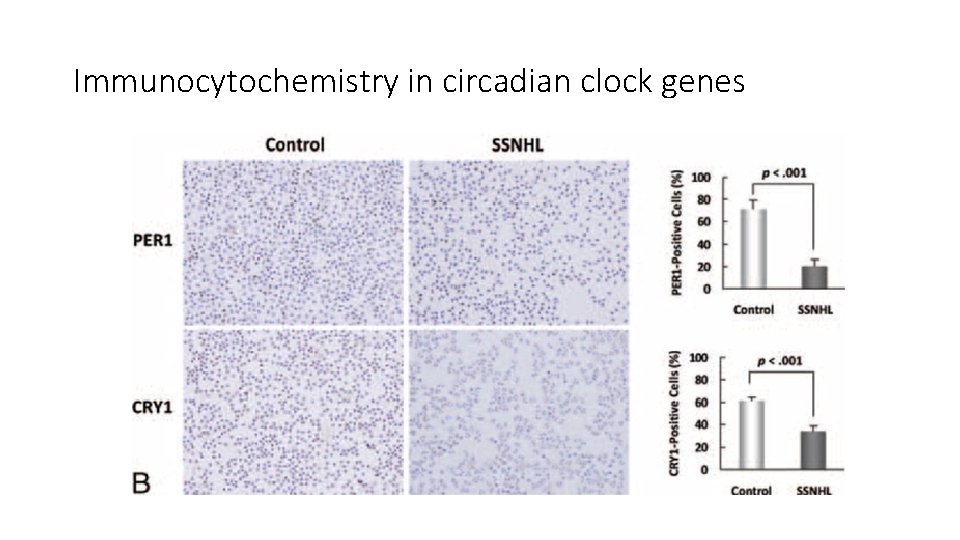 Immunocytochemistry in circadian clock genes 