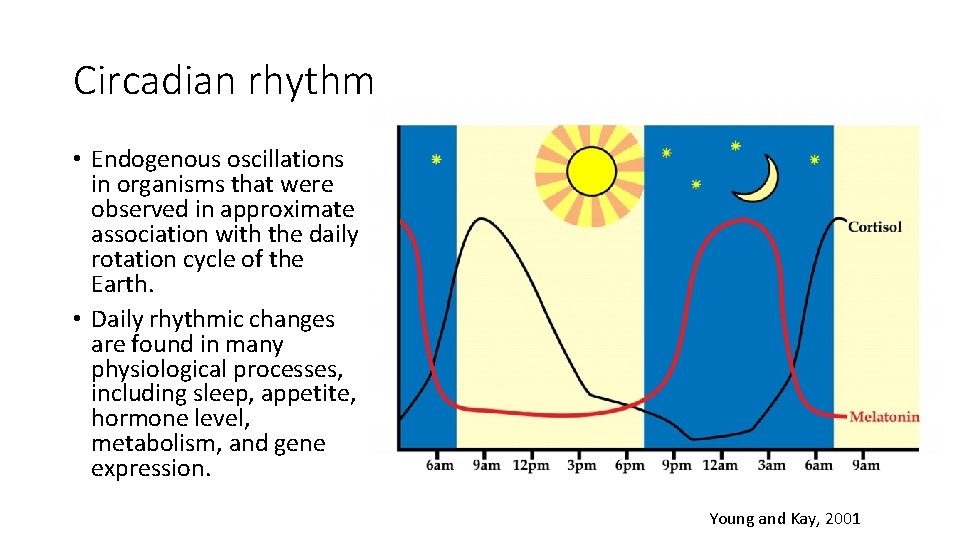 Circadian rhythm • Endogenous oscillations in organisms that were observed in approximate association with