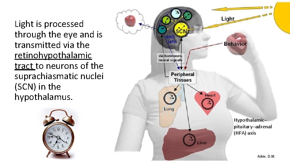 Light is processed through the eye and is transmitted via the retinohypothalamic tract to