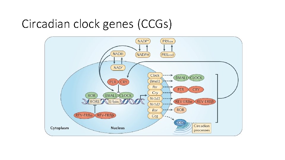 Circadian clock genes (CCGs) 